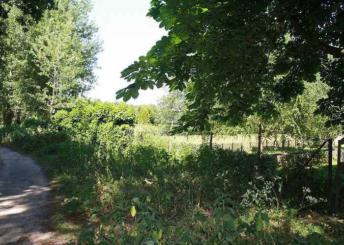 De Bosrand grenzend aan het bos